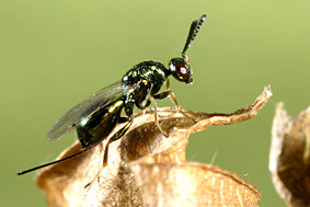 Torymus sinensis