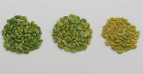 Graines de Medicago truncatula récoltées au cours de la maturation