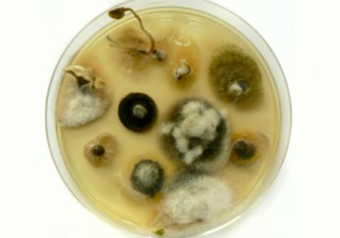 Analyse sanitaire de graines contaminée par Alternaria brassicicola