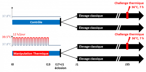 Protocole du challenge thermique