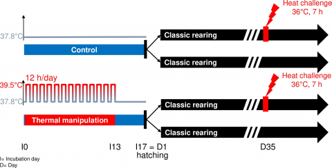 Thermic Challenge procedure