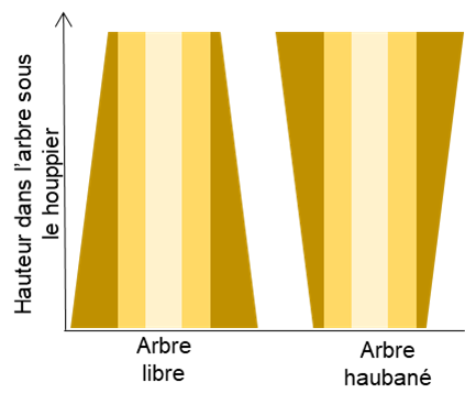 Illustration de la distribution de la biomasse suivant la hauteur du tronc pour les arbres éclaircis qui oscillent dans le vent (arbres libres, à gauche) et les arbres éclaircis qui ont été haubanés (à droite). 