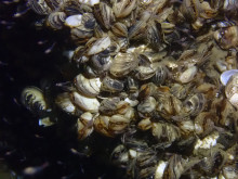 Gros plan sur les moules quagga
