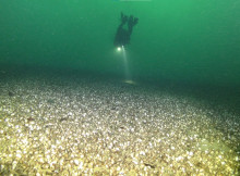 Plongeur subaquatique au fond du Léman tapissé de moules quagga