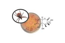 phto de tique et shcéma de la protéine utilisée dans la lutte dite biocontrole du fusarium