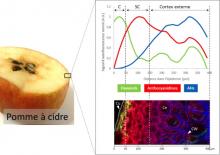 Distribution des composés phénoliques dans l’épiderme de pomme. Superposition des profils des flavanols (vert), anthocyanidines (rouge) et acides hydroxycinnamiques (AHs, bleu). L’image en RGB a été reconstruite à partir des résultats d'analyse d'image d'autofluorescence des composés phénoliques après excitation à 275 nm. C: Cuticule ; SC: Sub-cuticule ; Cu: Cutine ; Ce: Cellule ; CW: Parois cellulaire. © Kevin Vidot
