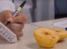 qualité des pommes