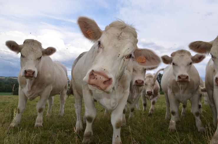Photo de jeunes charolais au pâturage et assez curieux