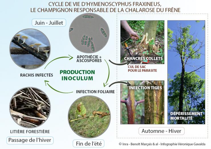 Cycle de vie d’Hymenoscyphus fraxineus, champignon responsable de la chalarose du frêne