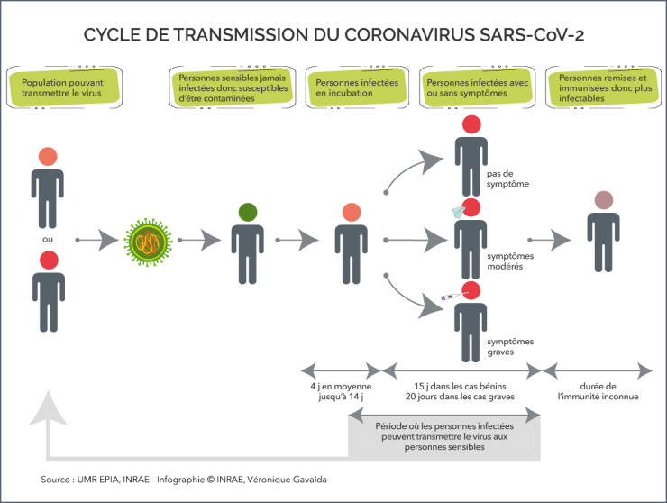 COVID-19 : comprendre une épidémie | INRAE