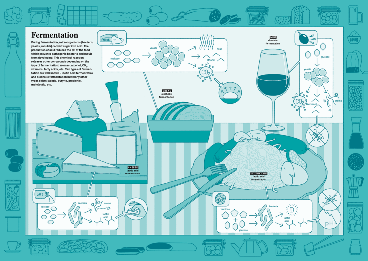 Fermentation types