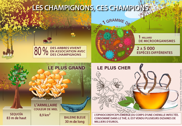 Les champignons, ces champions. Chiffres-clés pour le dossier voyage au royaume des champignons.