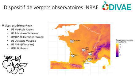 Carte de France montrant la localisation des 6 vergers du réseau Divae : 3 dans le sud, 1 au centre, 1 vers Bordeaux et 1 à Angers