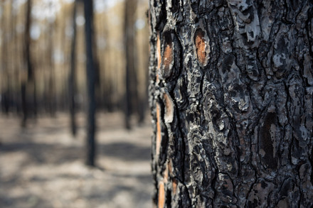 Pin maritime brûlé lors des incendies dans les Landes en 2026