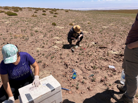 Plantes extrêmophiles dans le désert d'Atacama