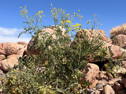 Plante extremophile