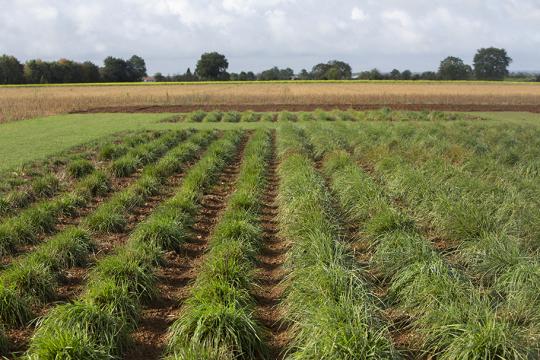 Reportage unité URP3F (Unité de Recherche Pluridisciplinaire Prairies et Plantes Fourragères), Lusignan.