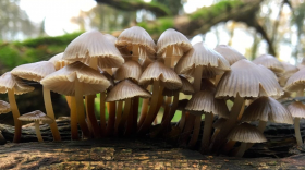 Champignon : mycène incliné, illustration pour l'interview du dossier Voyage au royaume des champignons.