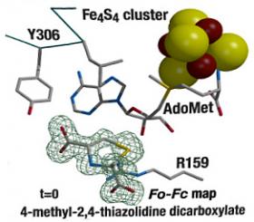 Réaction radicalaire étape 1 : formation d'une liaison carbone-soufre. Etat initial : enzyme SAM (en haut) et substrat (en bas, entouré de son nuage électronique, en vert). SAM : enzymes à radical S-adenosyl-L-méthionine.