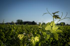 Vignes du domaine du Château Couhins