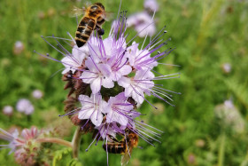 Abeilles mellifères sur une fleur de phacélie