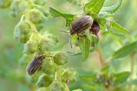 Adultes de chrysomèle de l’ambroisie sur feuilles et inflorescences d’ambroisie à feuilles d’armoise