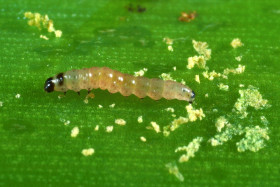 Chenille d'Ostrinia nubilalis (pyrale du mais) sur feuille de mais
