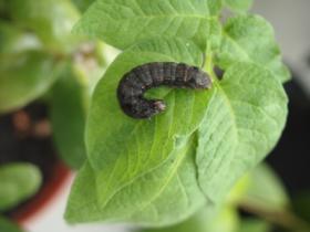 Chenille de Spodoptera littoralis