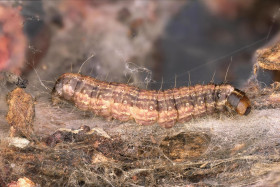 Chenille de la pyrale du daphné 