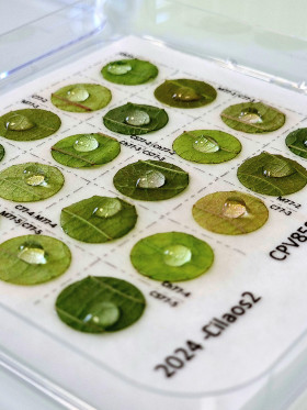 Inoculation croisée de souches de mildiou sur variétés de vigne résistantes