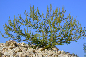 Plant adulte d'ambroisie à feuilles d'armoise (Ambrosia artemisiifolia)