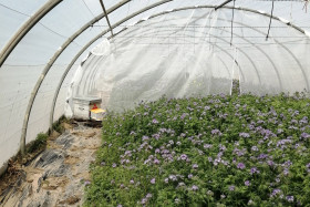 Ruche équipée d’un compteur d’abeilles en bordure d’une culture de phacélie sous tunnel