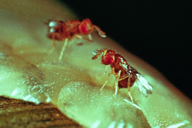 Trichogramma brassicae parasitant une ooplaque d'Ostriania nubilalis (pyrale du mais)