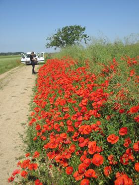 Observation d'un patch de coquelicots