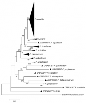 Arbre phylogénétique Pectobacteriumm