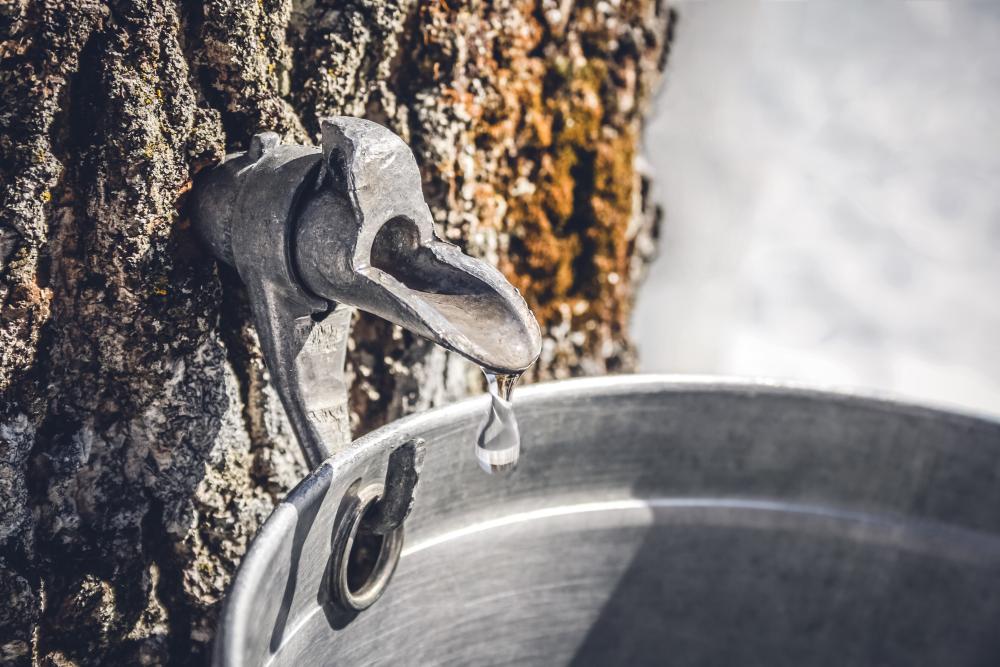 Sous l’impact des dérèglements climatiques, les arbres vont manquer de sève !