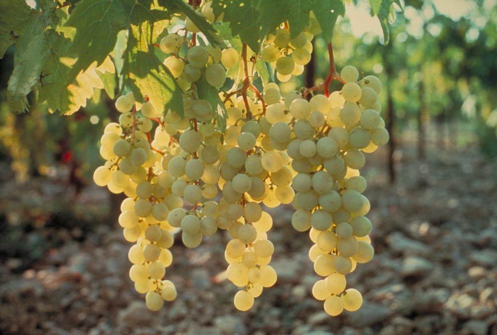 Climate change : European wineyards most affected 