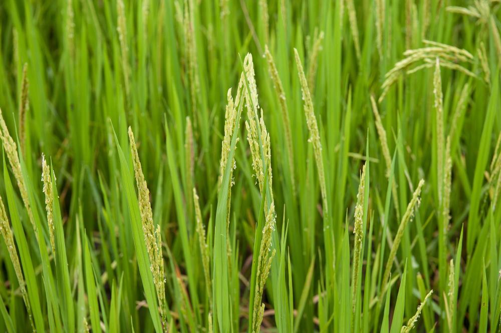 Un riz éternel