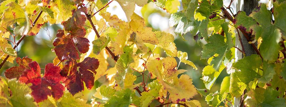 La bataille de l’eau