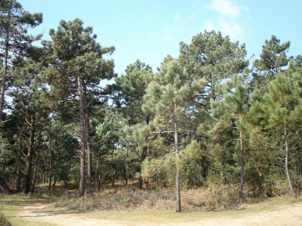 Les nématodes du pin en 10 questions