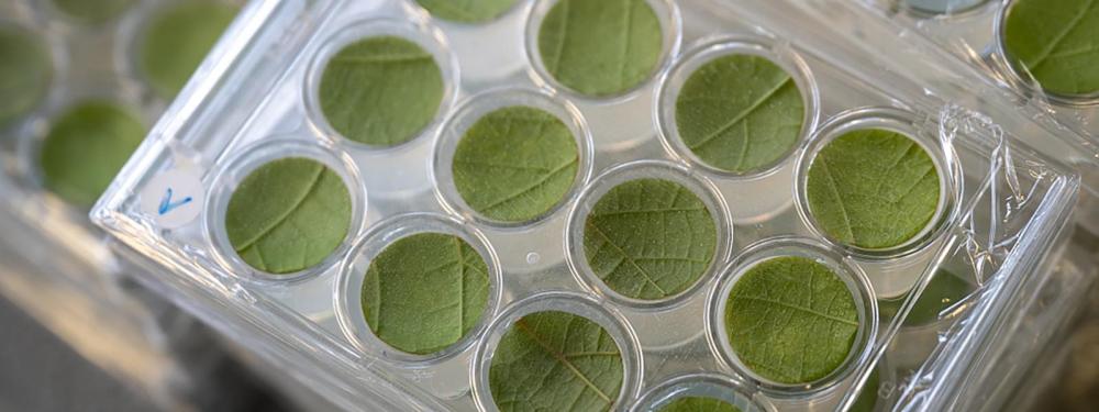 La création variétale, une voie royale