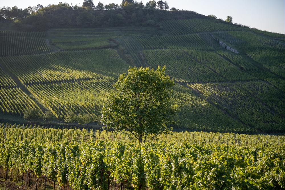 À la recherche du bon cépage pour s’adapter