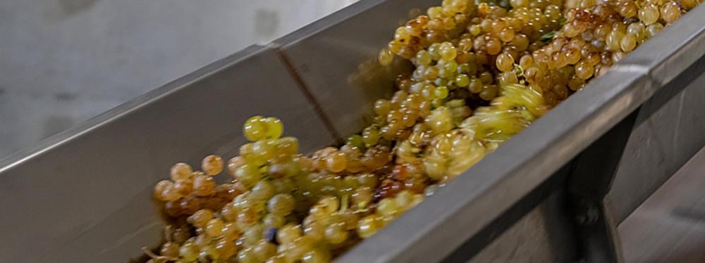 Ces levures qui façonnent les vins