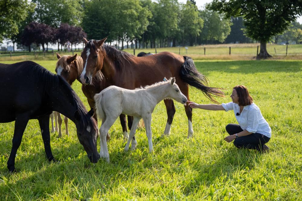 Comment décrypter les émotions des chevaux ?