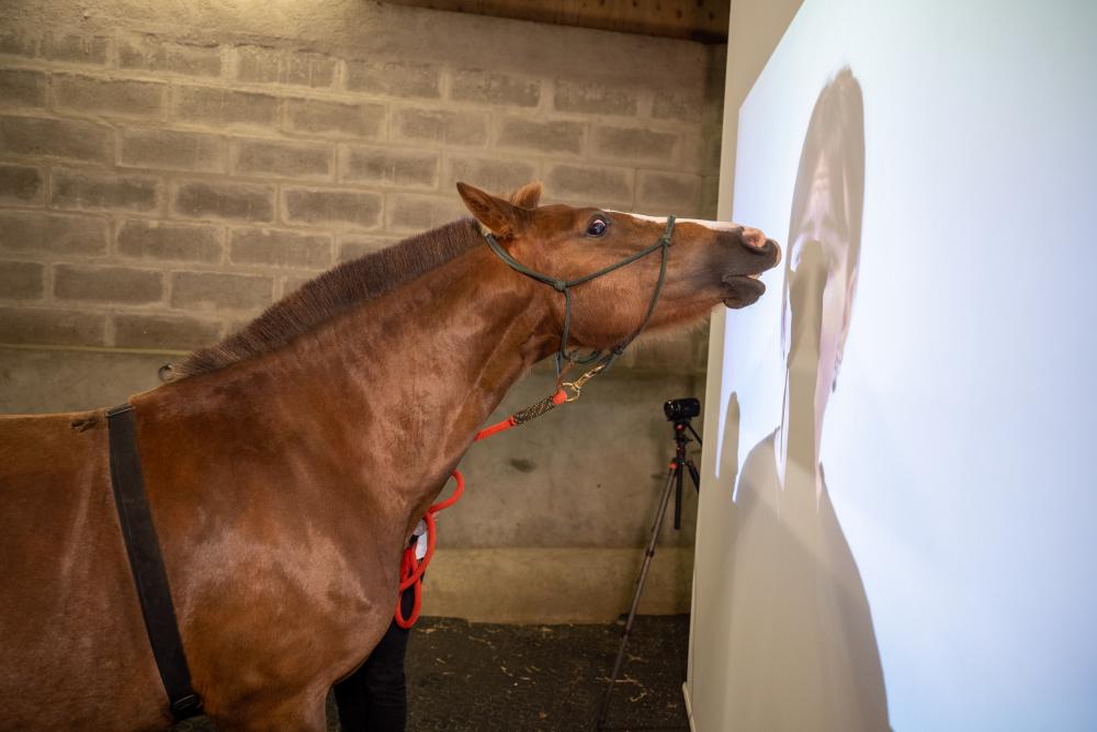 On décrypte les émotions des chevaux !