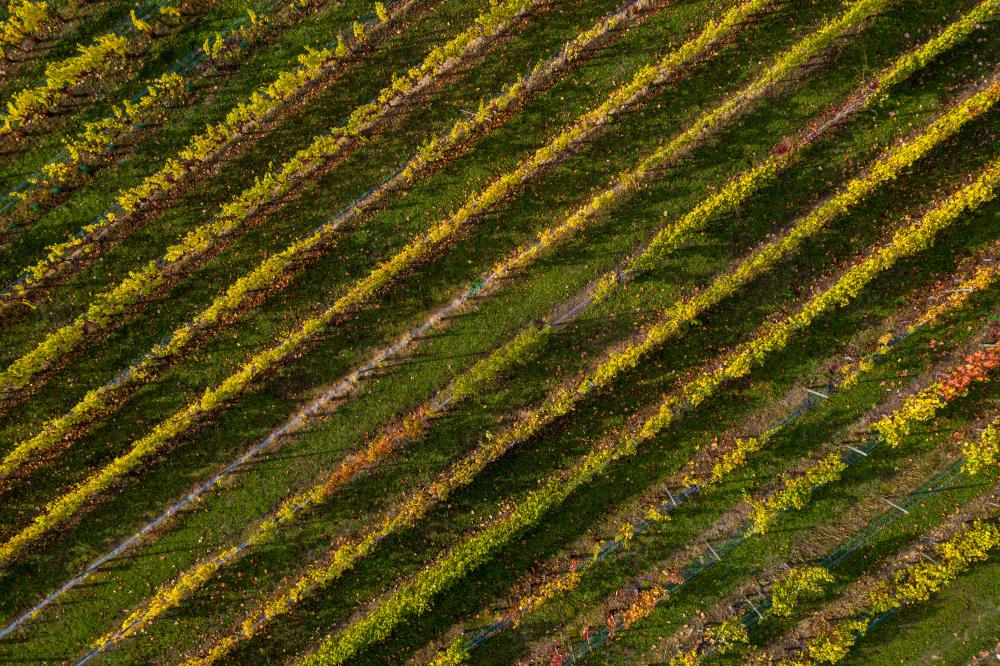 Mobilisation collective autour de nouveaux risques de contamination de la vigne par la Flavescence dorée
