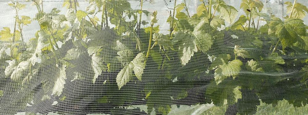 « Une révolution silencieuse dans les vignobles »