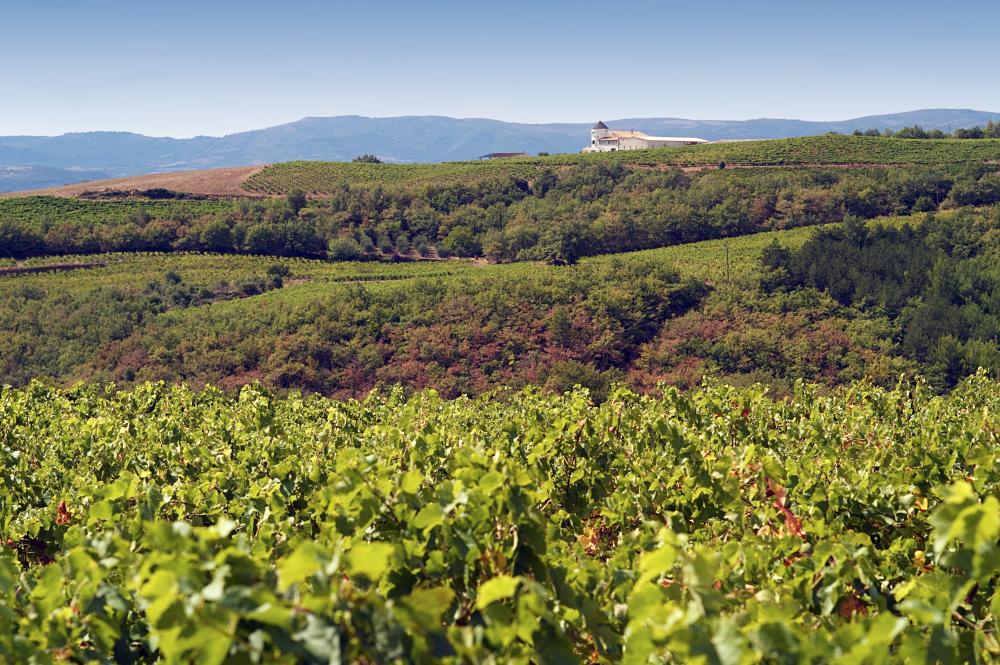 Une plateforme d’Epidémiosurveillance en Santé Végétale pour surveiller, évaluer et décider