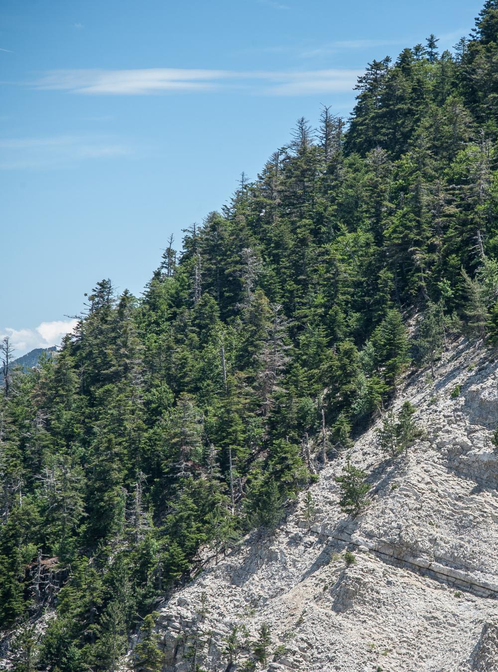 Un risque d’incendie accru par le dépérissement des arbres