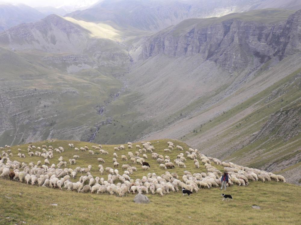 Towards sustainable mountain pastoralism